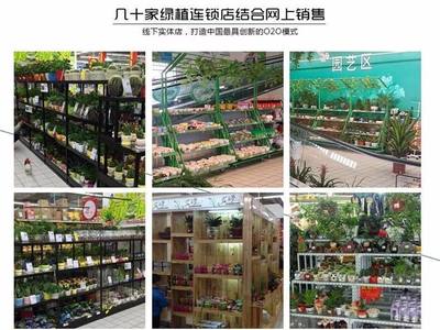 從創意到財富 90后小伙如何以商業思維玩轉盆景，年銷7500萬